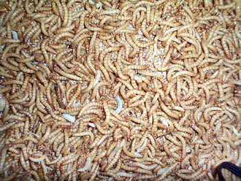 maggots and worms